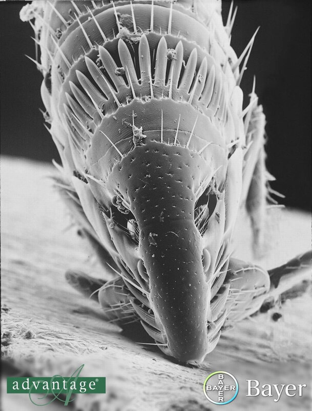 Dust Mite under Microscope — Black