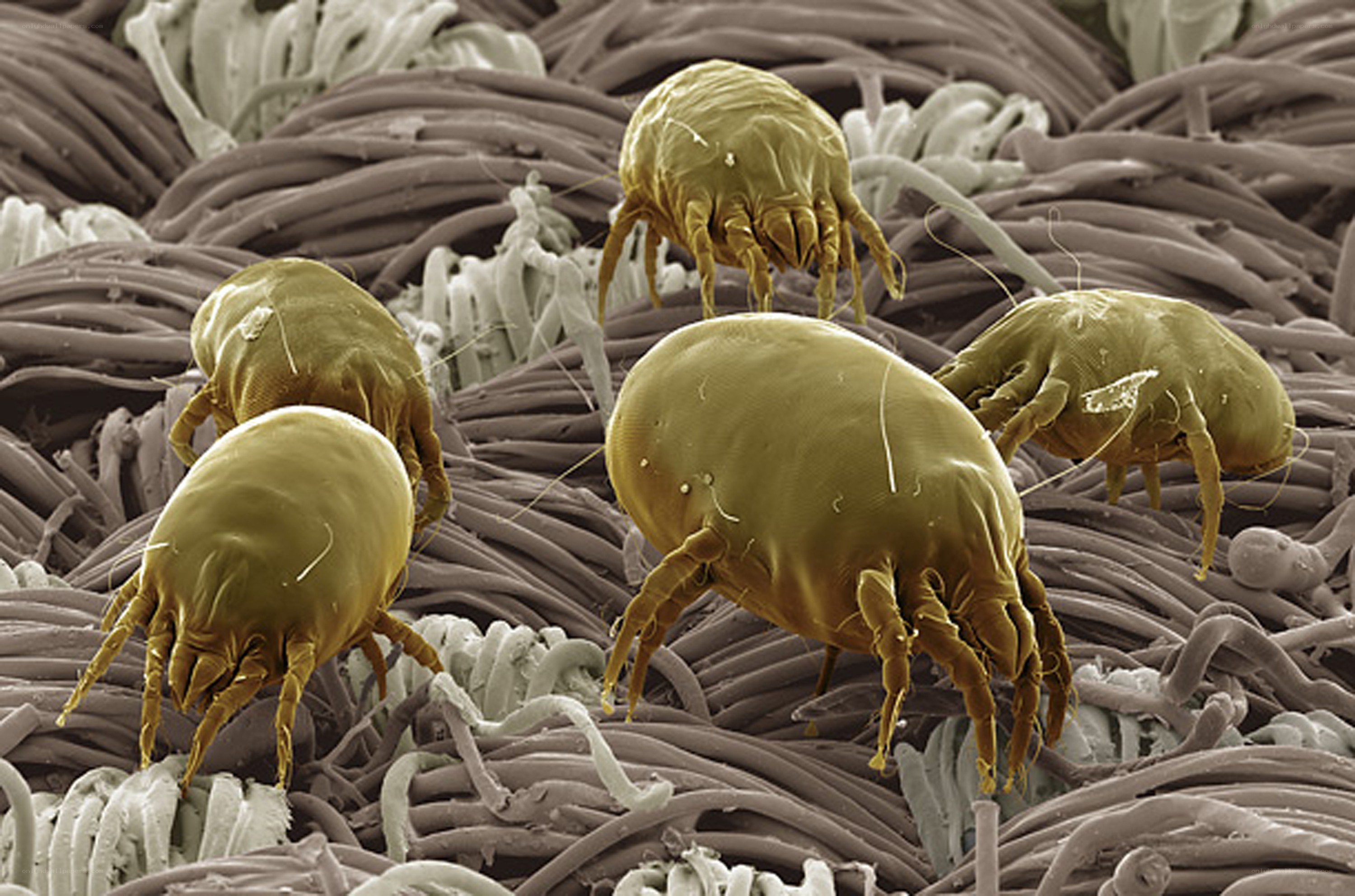 dust mites on fabric