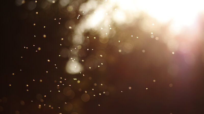 Dust Particles in Sunlight