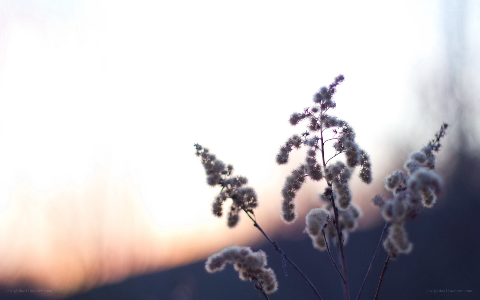 dusty flowers at sunset