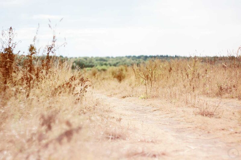 Dusty path through dry grass