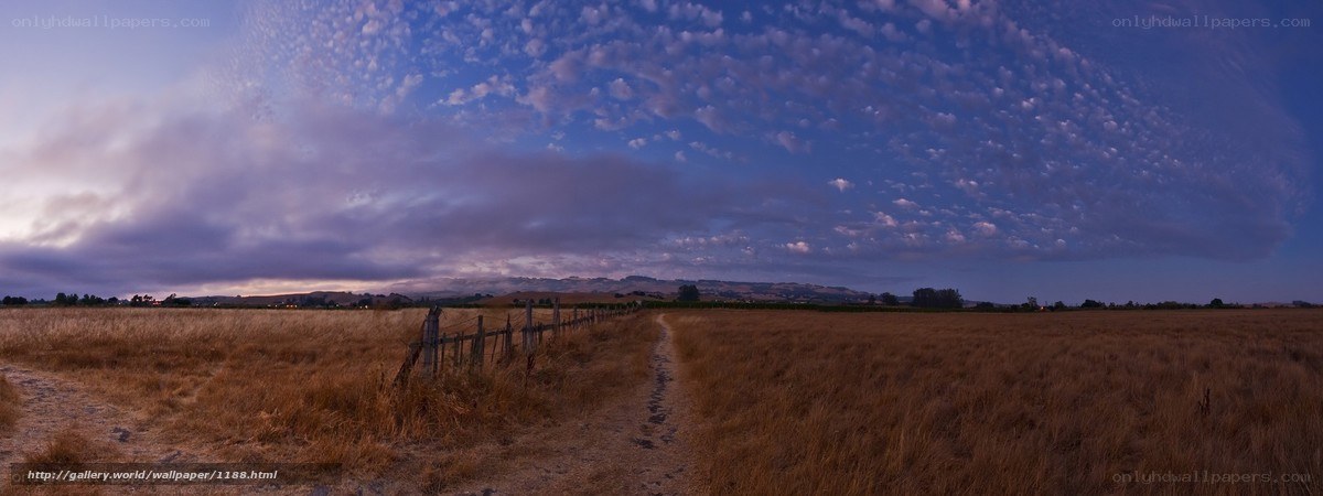 Dusty path through golden field