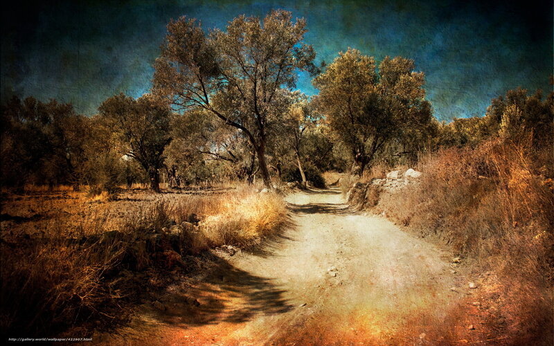 Dusty path through olive grove