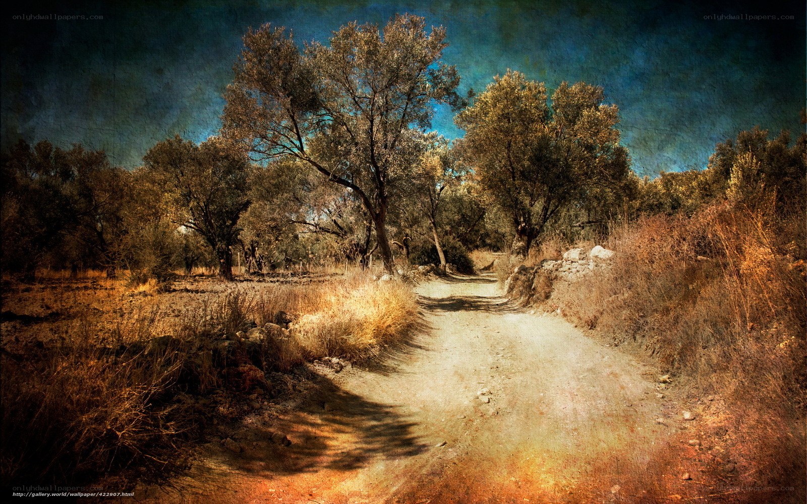 Dusty path through olive grove