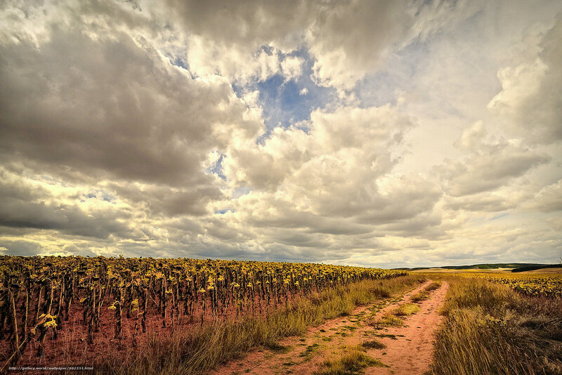 Dusty path through sunflower field