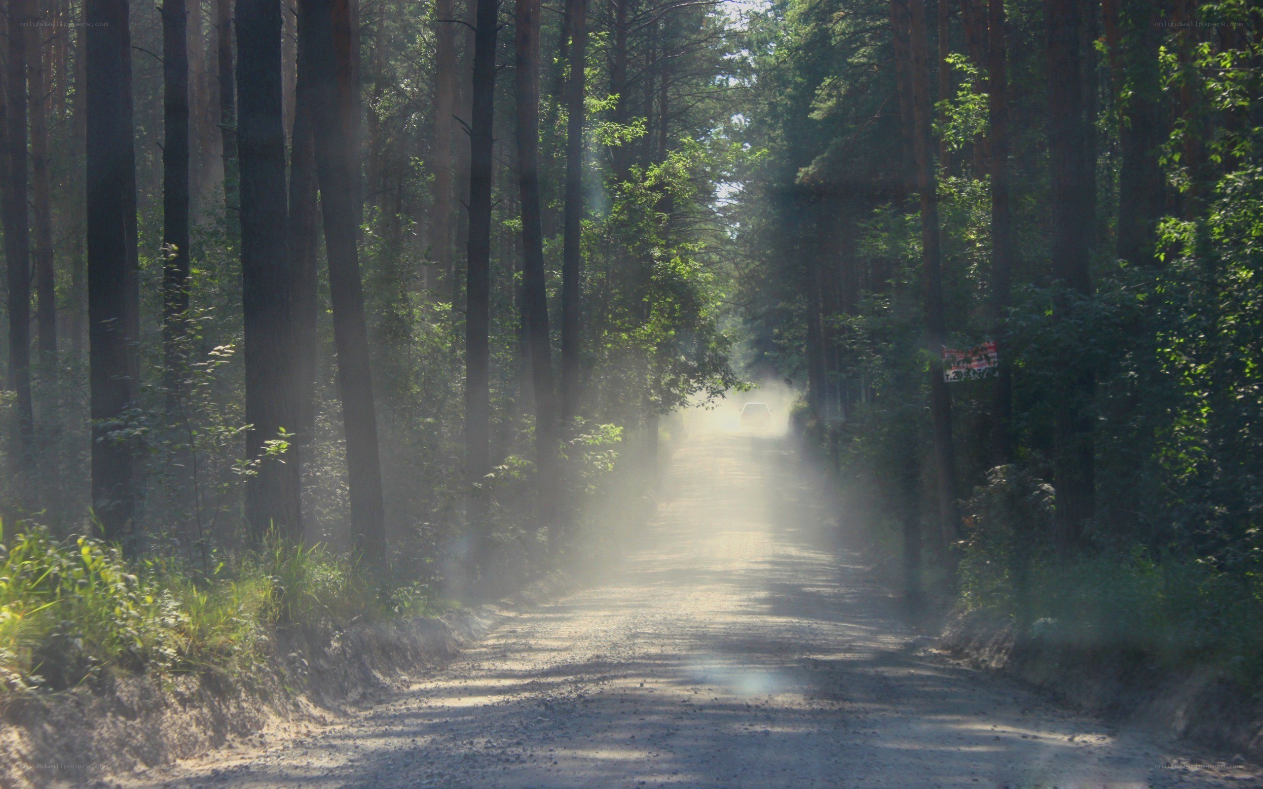Dusty road in a forest