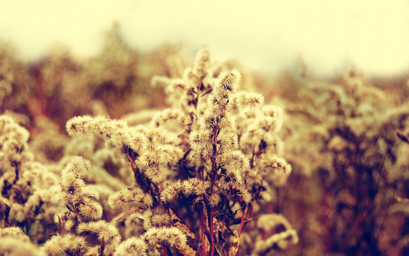 dusty wildflowers in a field