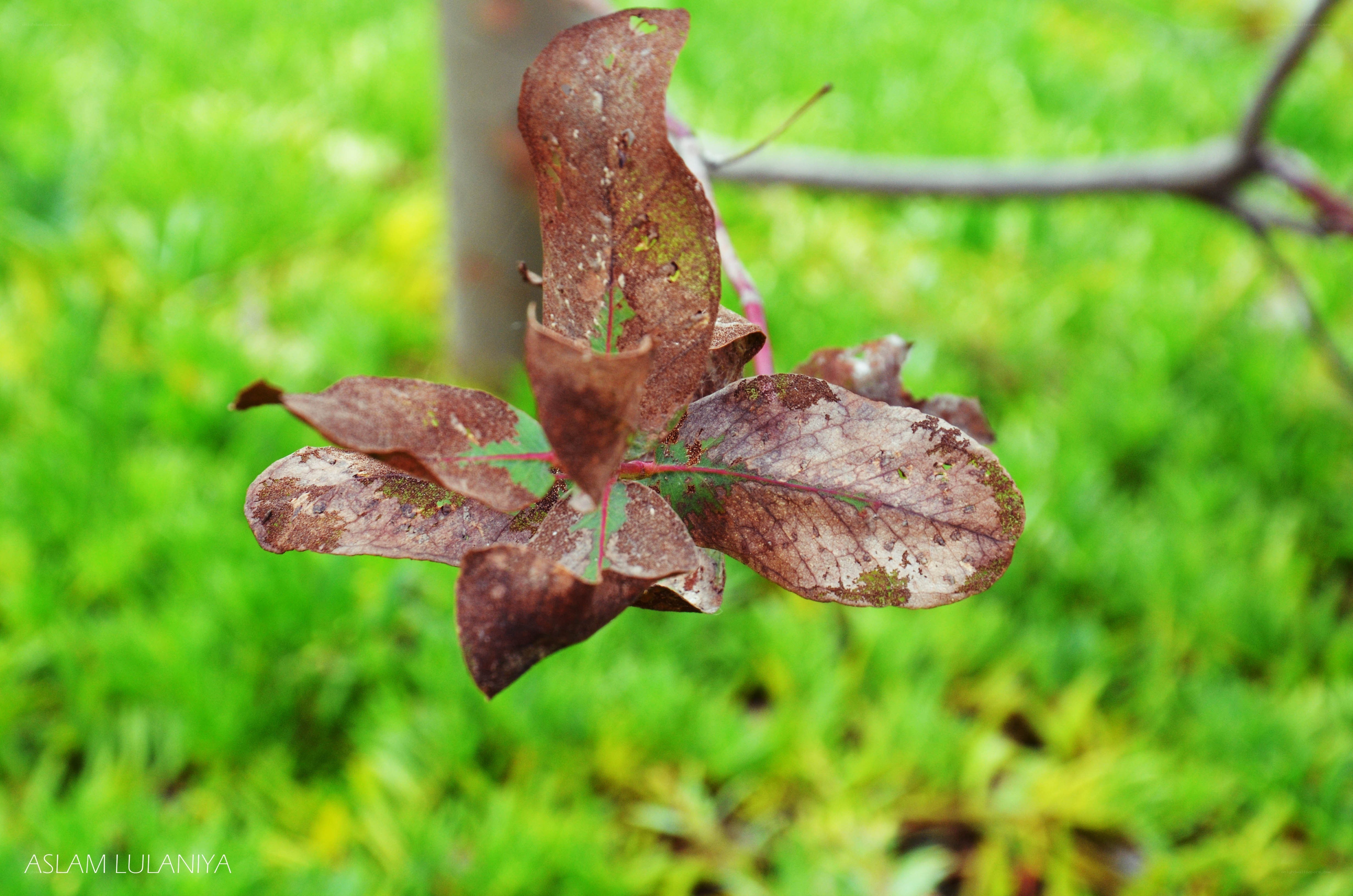 dying leaves on a branch