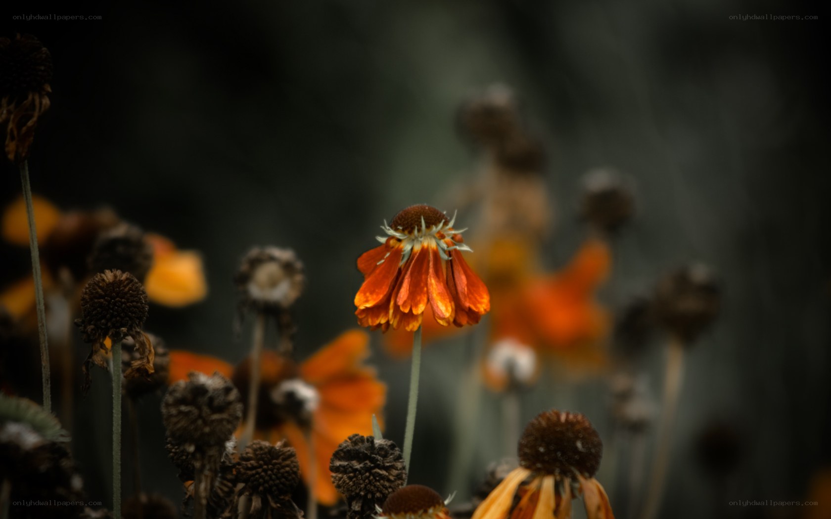Dying orange flower in a field