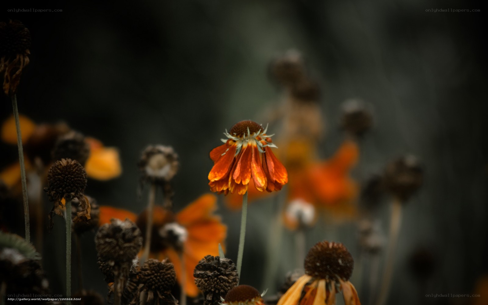 Dying orange flowers in a garden