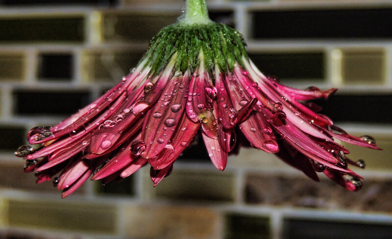 Dying Pink Flower