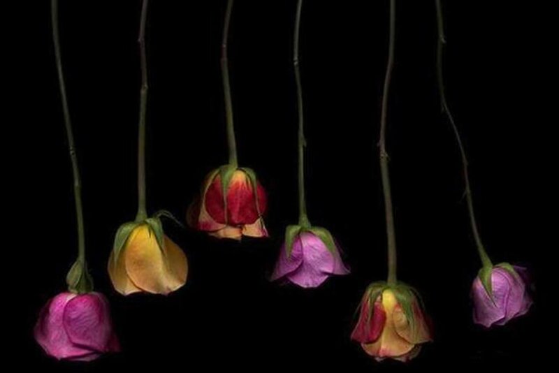 Dying Rose Buds