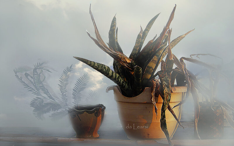 Dying Snake Plant