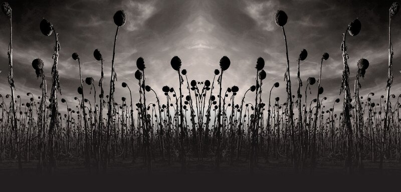 Dying sunflowers in a field