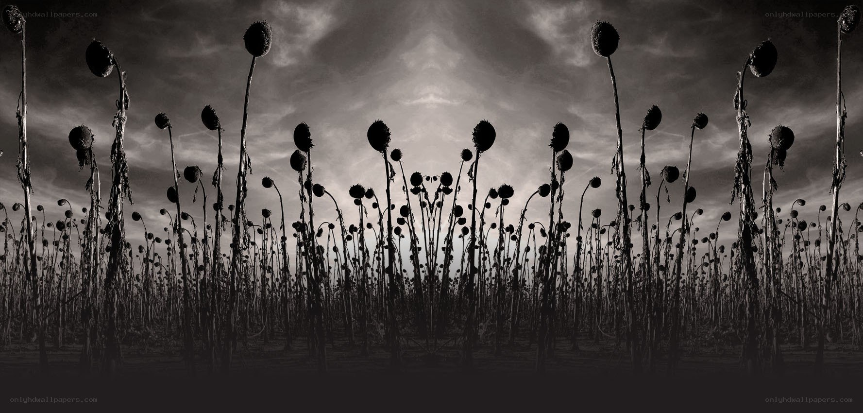 Dying sunflowers in a field