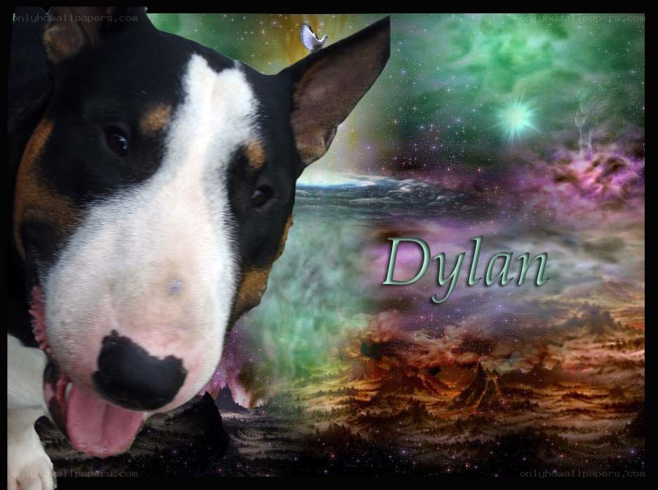 Dylan the Bull Terrier