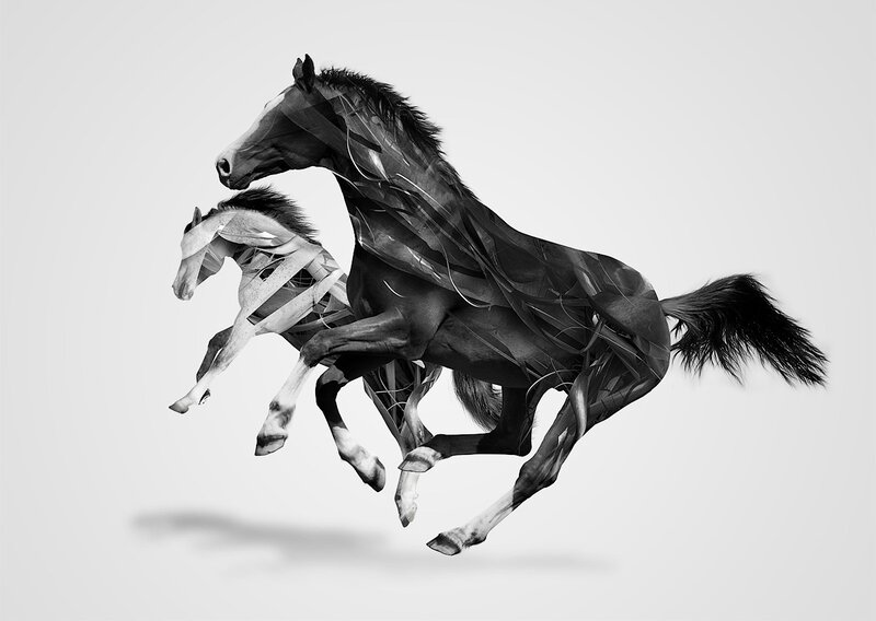 Dynamic horse motion collage