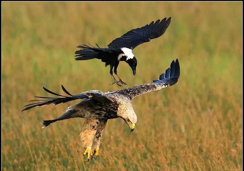 Eagle and crow in flight