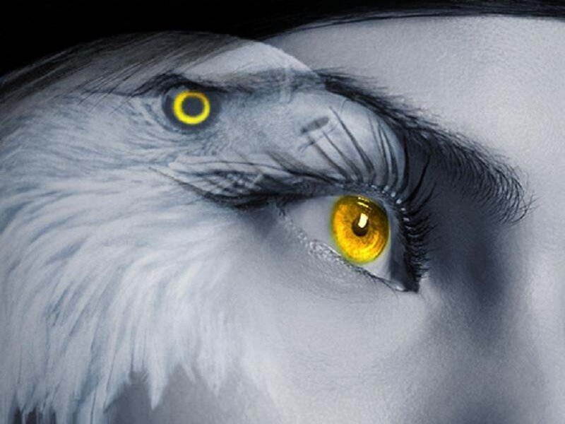 Eagle and Human Eye