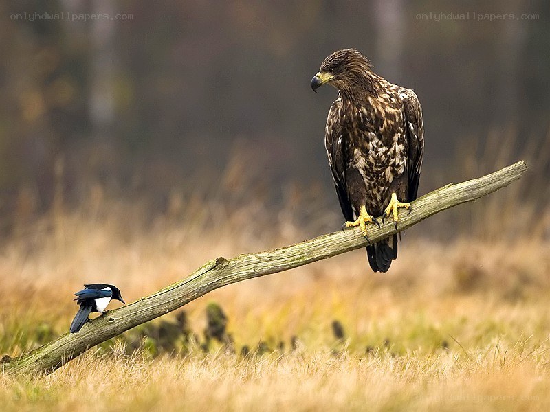 Eagle and magpie on a branch