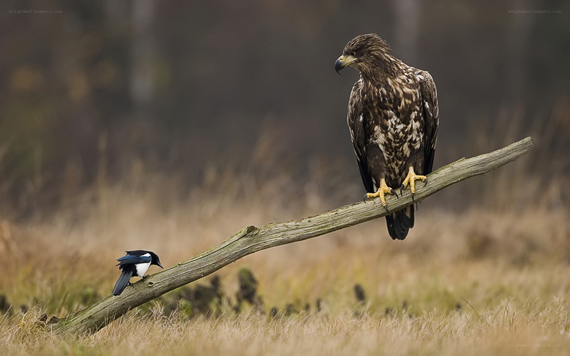 Eagle and magpie on a branch