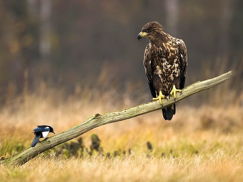 Eagle and Magpie on Branch — Brown, Natural