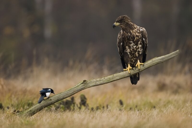 Eagle and Magpie on Branch