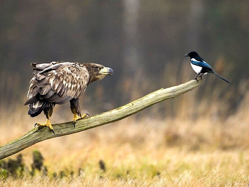 Eagle and Magpie