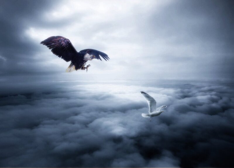 Eagle and Seagull Flying