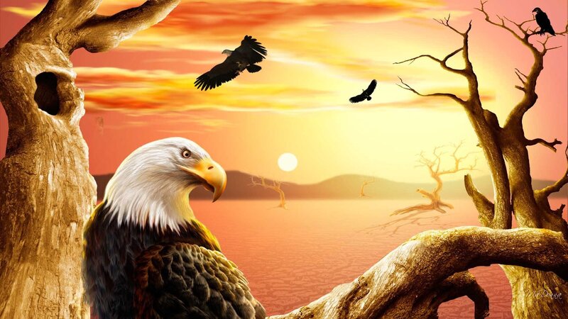 Eagle at sunset over dry landscape