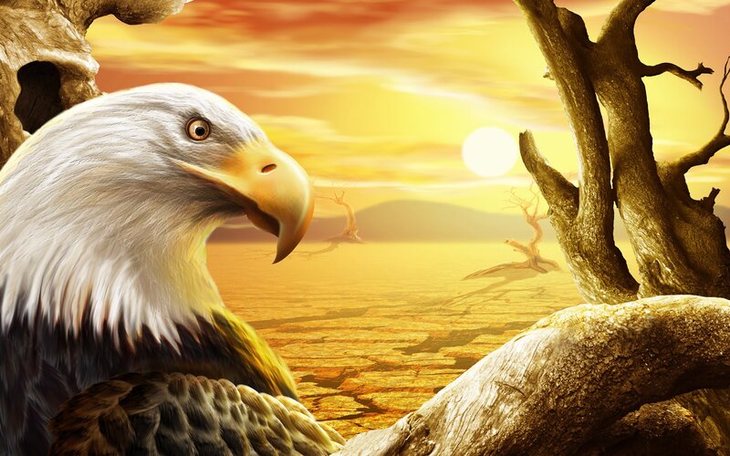 Eagle at sunset