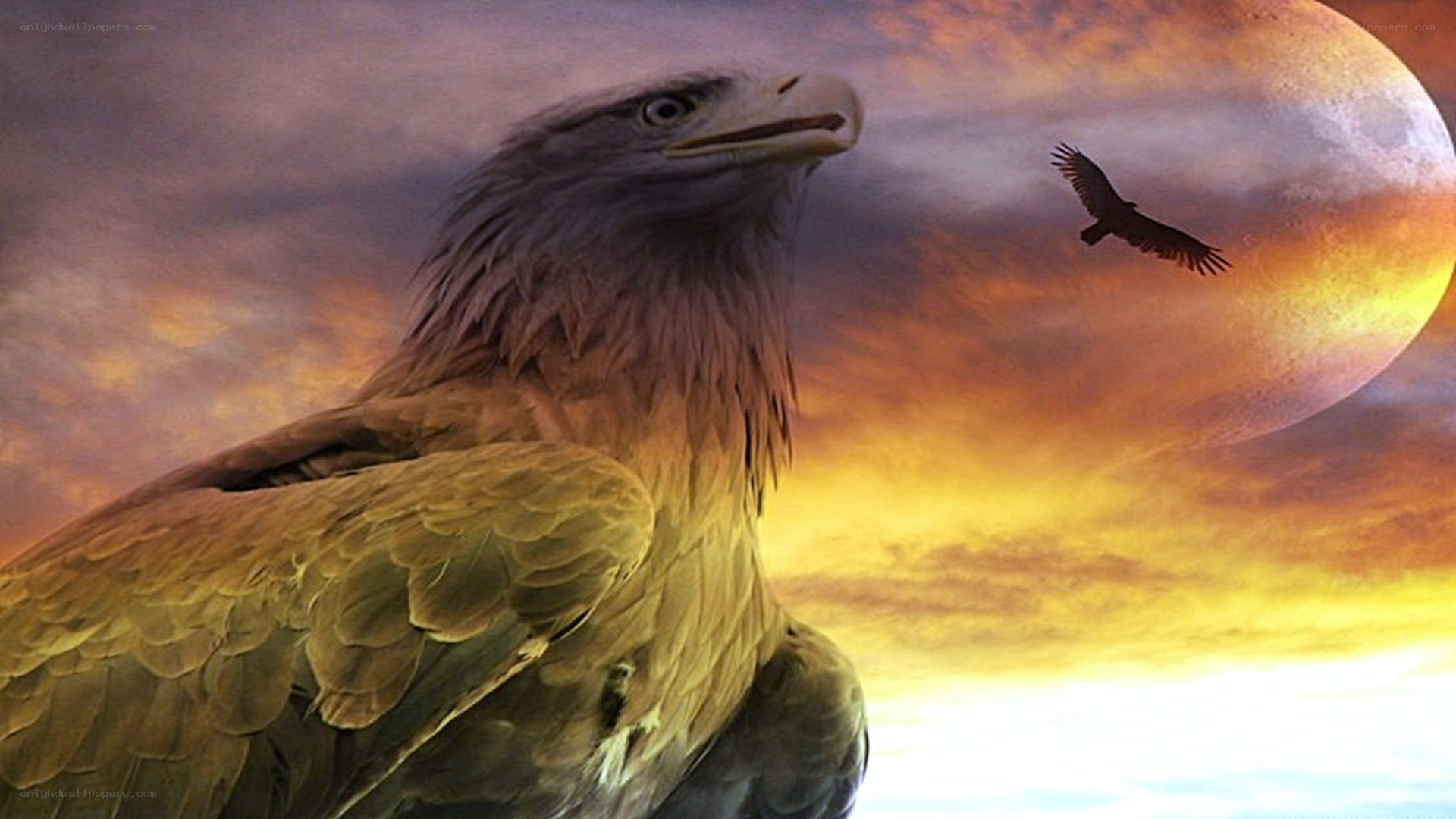 Eagle at sunset with moon