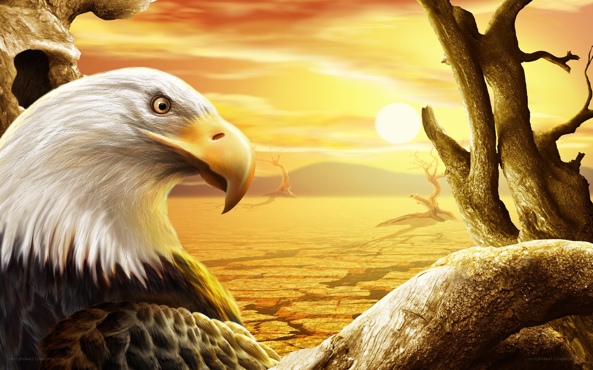 Eagle at sunset