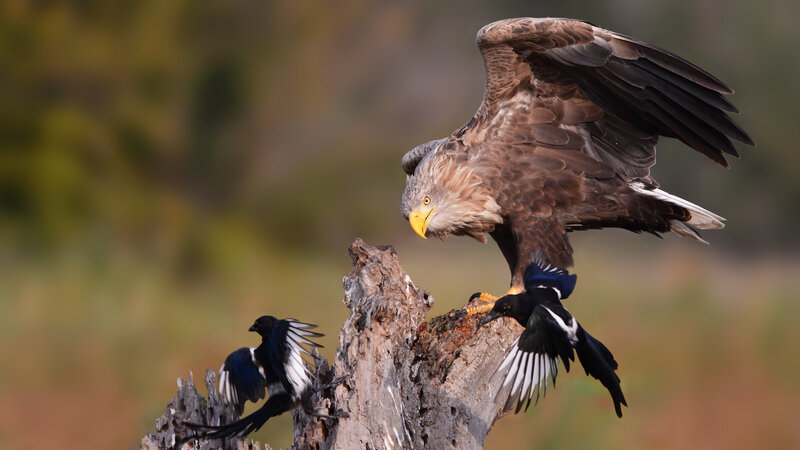 Eagle Attacking Magpies