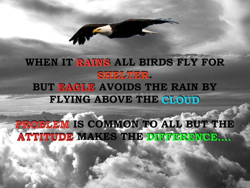 eagle avoids the rain