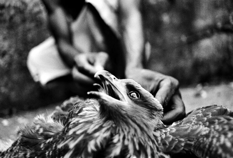 Eagle being handled by a person