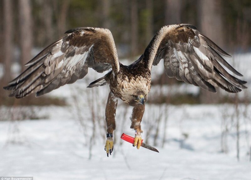 Eagle Carrying Knife