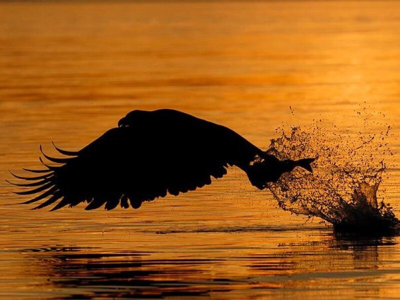 Eagle catching fish at sunset