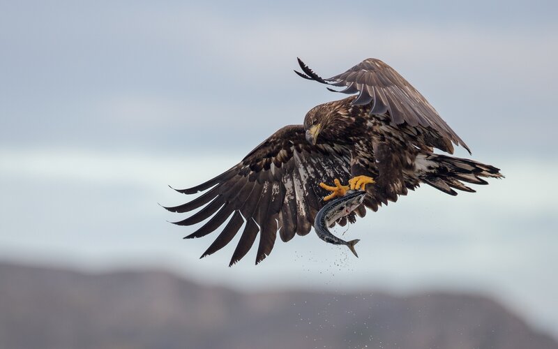 Eagle Catching Fish — Brown, Dramatic
