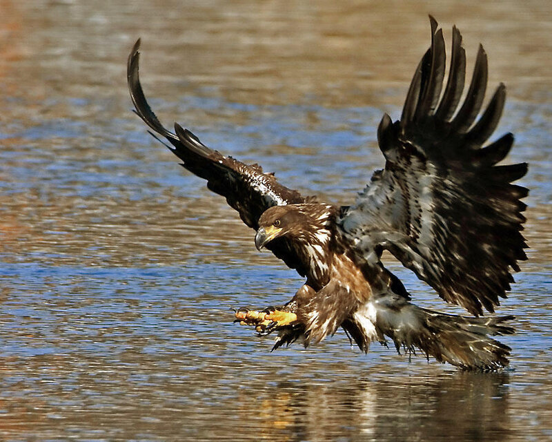 Eagle Catching Fish — Brown