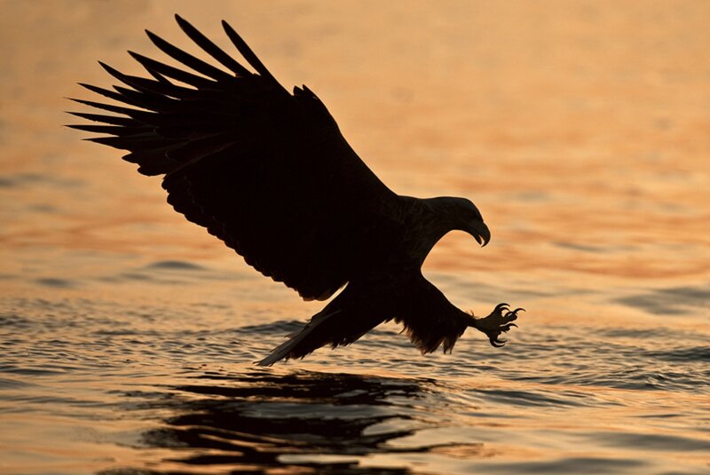 Eagle Catching Fish — Orange