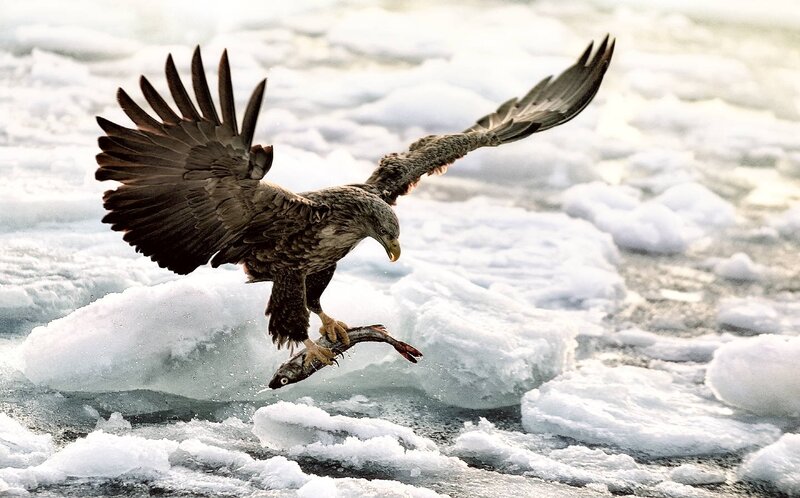 Eagle Catching Fish — White