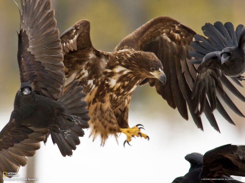 Eagle confronts crows in flight