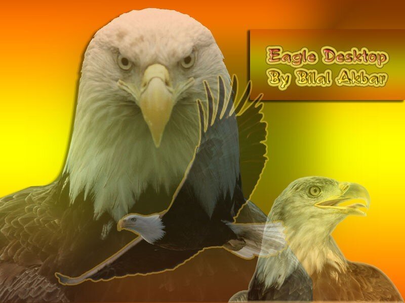 Eagle Desktop Background