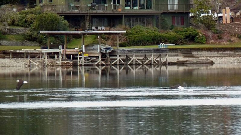 Eagle diving for fish