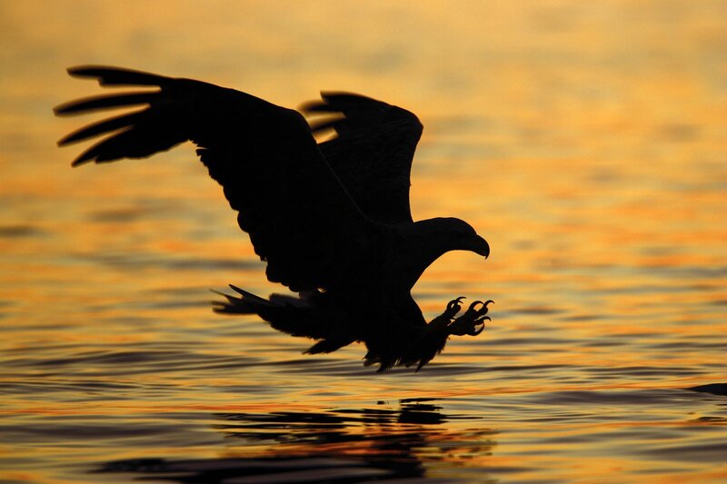 Eagle Diving for Fish — Orange