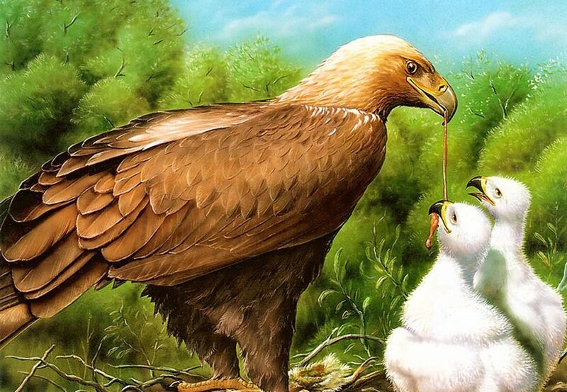 Eagle Feeding Chicks