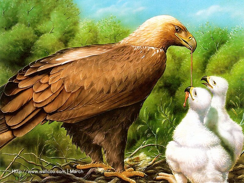 Eagle feeding its chicks