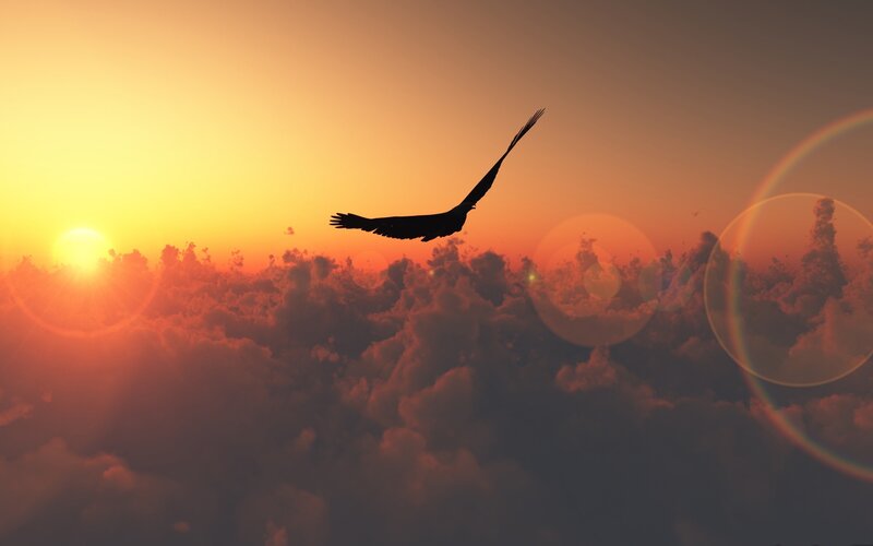 eagle flying above clouds