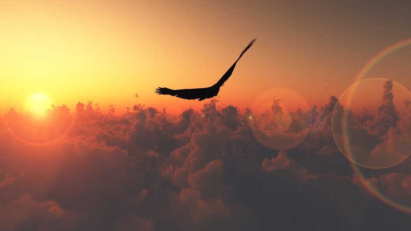 eagle flying above clouds